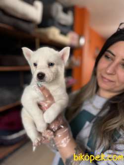 Gönüllerin Fethi Beyaz Husky 3