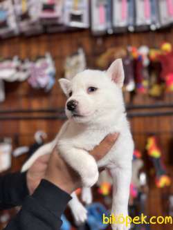 Gönüllerin Fethi Beyaz Husky 5