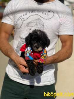 Göz Kamaştıran Black Maltipoo Yavrumuz 4