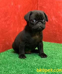 Gözlerinizi Kamaştıracak Siyah Erkek Pug Yavru 5