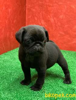 Gözlerinizi Kamaştıracak Siyah Erkek Pug Yavru 1