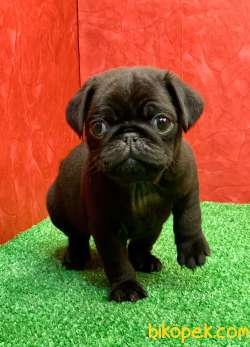 Gözlerinizi Kamaştıracak Siyah Erkek Pug Yavru 2