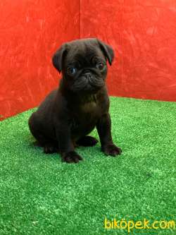 Gözlerinizi Kamaştıracak Siyah Erkek Pug Yavru 4