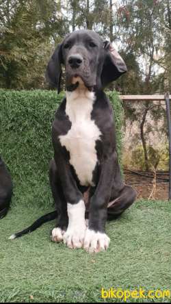Great Dane ( Danua ) 4