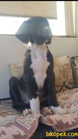 Great Dane ( Danua ) 3