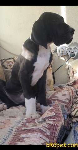 Great Dane ( Danua ) 2