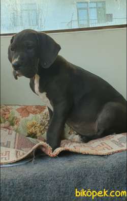 Great Dane ( Danua A Secereli ) 1