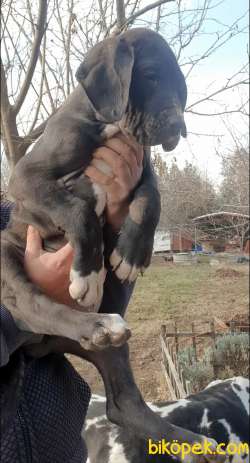 Great Dane ( Danua A Secereli ) 4