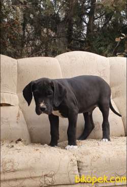 Great Dane ( Danua A Secereli ) 2