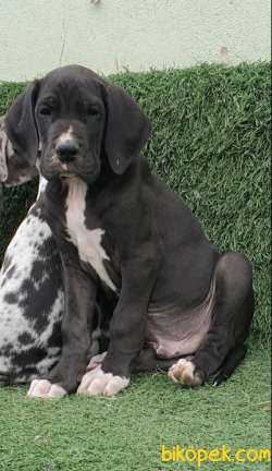 Great Dane ( Danua A Secereli ) 3