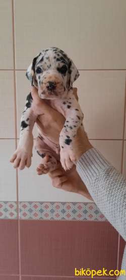 GREAT DANE DANUA YAVRULAR 4