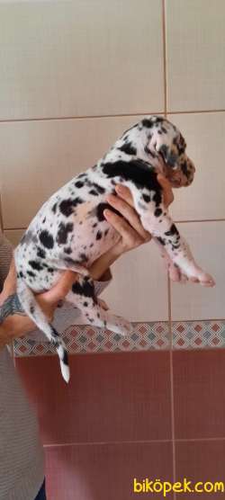 GREAT DANE DANUA YAVRULAR 3