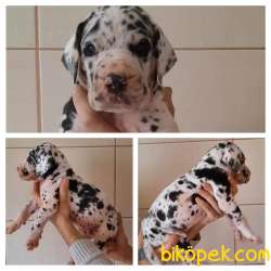 GREAT DANE DANUA YAVRULAR 1