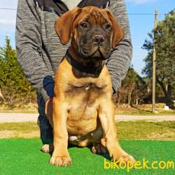 Guardia Turca Kalitesiyle Muhteşem Bullmastiff Yavrular 2