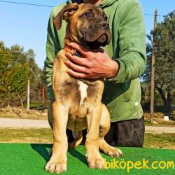Guardia Turca Kalitesiyle Muhteşem Bullmastiff Yavrular 4
