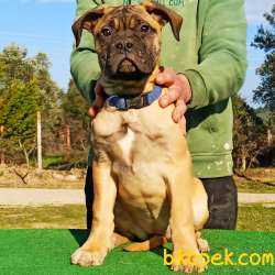 Guardia Turca Kalitesiyle Muhteşem Bullmastiff Yavrular 5