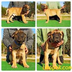 Guardia Turca Kalitesiyle Muhteşem Bullmastiff Yavrular 1
