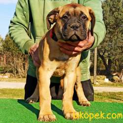 Guardia Turca Kalitesiyle Muhteşem Bullmastiff Yavrular 3