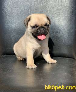 GÜL KUYRUK BASIK BURUN DİŞİ VE ERKEK PUG 2