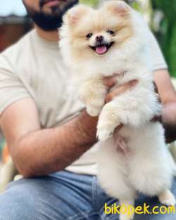 GÜLEN AYI SURAT BOO 2