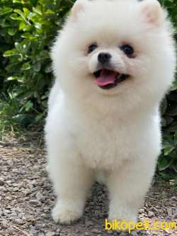 Gulen Köpek Pomerianan Boo Yavrularımız 4