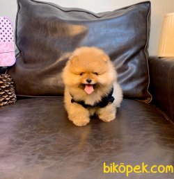 Gülen Surat Boo Pomeranian Yavrular 1