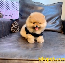 Gülen Surat Boo Pomeranian Yavrular 4