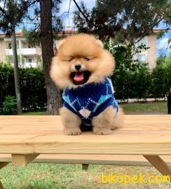 Gülen Surat Boo Pomeranian Yavrular 2