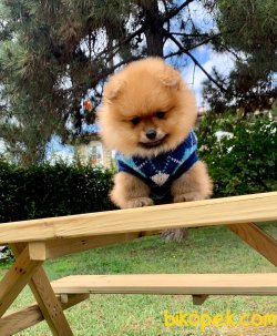 Gülen Surat Boo Pomeranian Yavrular 3