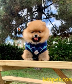 Gülen Surat Boo Pomeranian Yavrular 4
