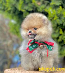 Boo Pomeranian Sevimli Mini Boy Yavrular 3
