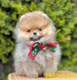 Boo Pomeranian Sevimli Mini Boy Yavrular 2