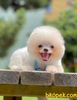 Gülen Surat Boo Pomeranian Yavrular 2