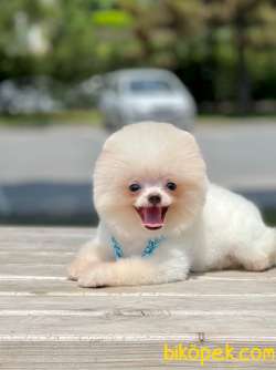Gülen Surat Boo Pomeranian Yavrular 3
