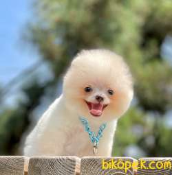 Gülen Surat Boo Pomeranian Yavrular 1