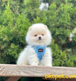 Gülen Surat Boo Pomeranian Yavrular 3