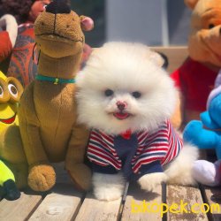Gülen Surat Büyümeyen Pomeranian Boo Yavrularımız 4