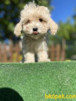 GÜLEN SURAT MALTİPOO BEBEKLER 5
