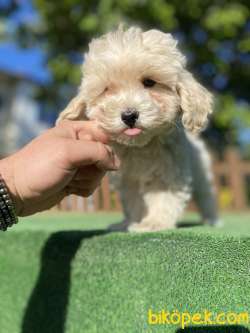 GÜLEN SURAT MALTİPOO BEBEKLER 4