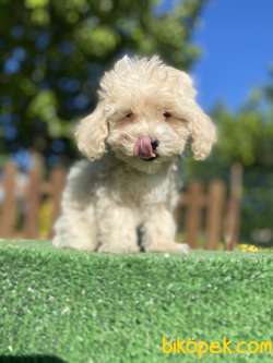 GÜLEN SURAT MALTİPOO BEBEKLER 2