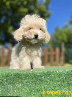 GÜLEN SURAT MALTİPOO BEBEKLER 3