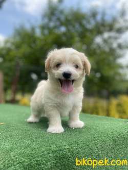 GÜLEN SURAT MALTİPOO BEBEKLER 2