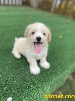 GÜLEN SURAT MALTİPOO BEBEKLER 4
