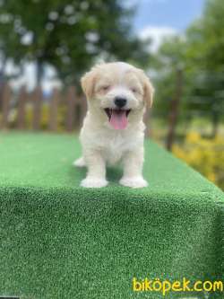 GÜLEN SURAT MALTİPOO BEBEKLER 5