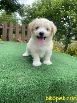 GÜLEN SURAT MALTİPOO BEBEKLER 1