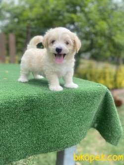 GÜLEN SURAT MALTİPOO BEBEKLER 3