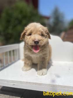 Gulen Surat Maltipoo Bebeklerimiz 2
