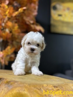 GÜLEN SURAT MALTİPOO YAVRUMUZ 2