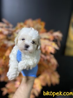 GÜLEN SURAT MALTİPOO YAVRUMUZ 1
