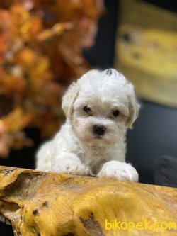 GÜLEN SURAT MALTİPOO YAVRUMUZ 3